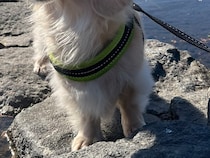 石橋の上で突然立ち止まり…　犬の表情に「整ってる」「悟りを開いてる」