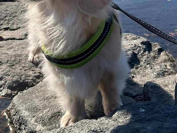 石橋の上で突然立ち止まり…　犬の表情に「整ってる」「悟りを開いてる」