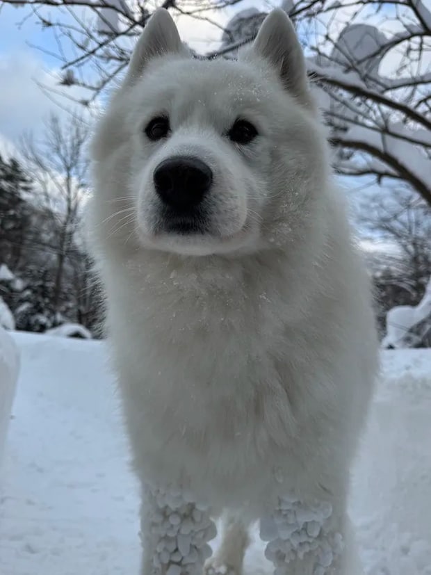 サモエドの画像