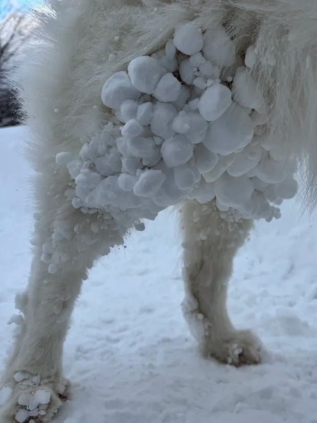 サモエドの画像