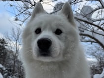 こんな風になるのか！　ドッグランで遊んだ愛犬、脚に付いていたものがこちら