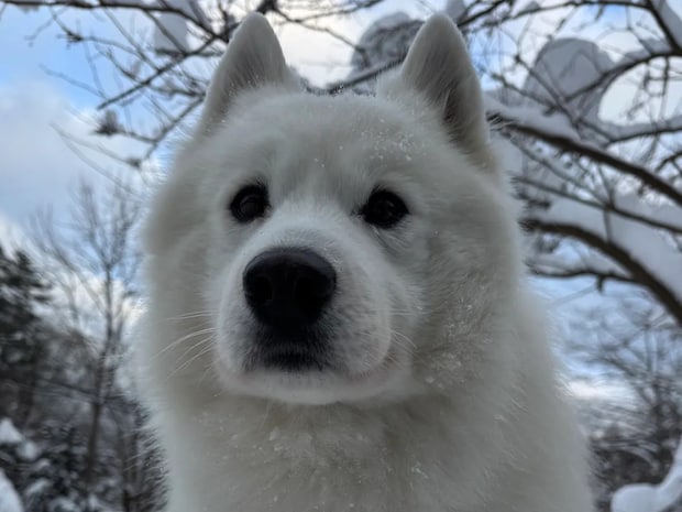 こんな風になるのか! ドッグランで遊んだ愛犬、脚に付いていたものがこちら