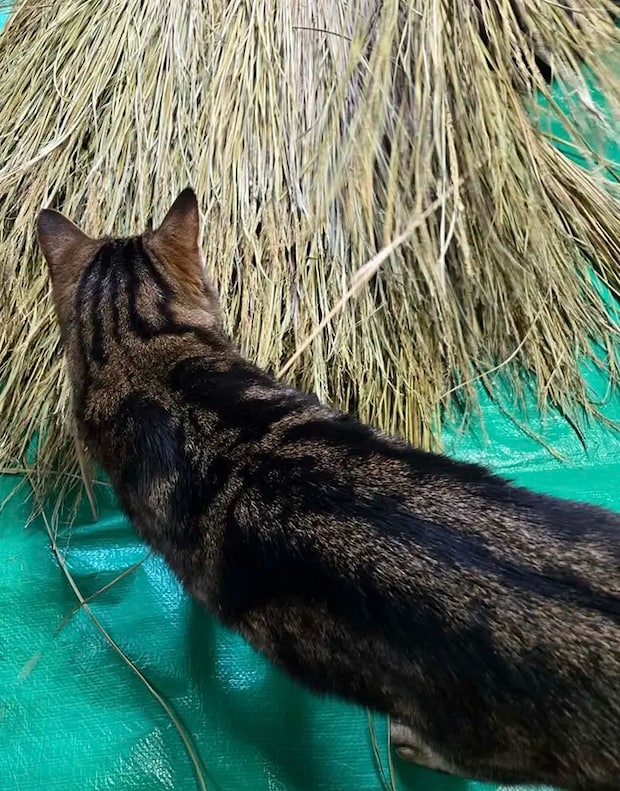 わらを見つめる猫の写真