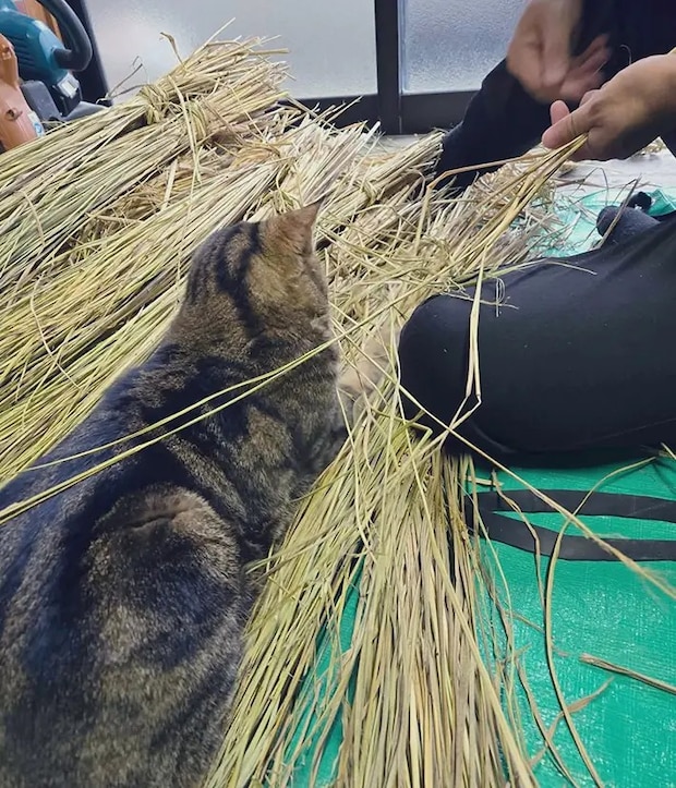 わらのそばでくつろぐ猫の写真