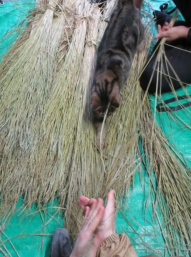 わらのそばでくつろぐ猫の写真