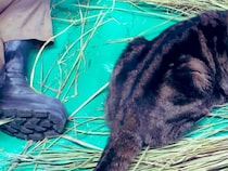 正月準備のお手伝い？　遠野郷八幡宮の『社務猫』の姿に「笑った」「ボーナスをあげて！」