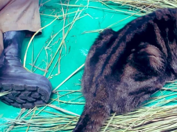 正月準備のお手伝い? 遠野郷八幡宮の『社務猫』の姿に「笑った」「ボーナスをあげて!」