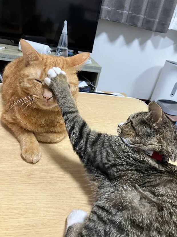 2匹の猫の写真