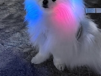 ポメと散歩していた飼い主　カップルからかけられた言葉が？「疲れ吹き飛ぶわ」