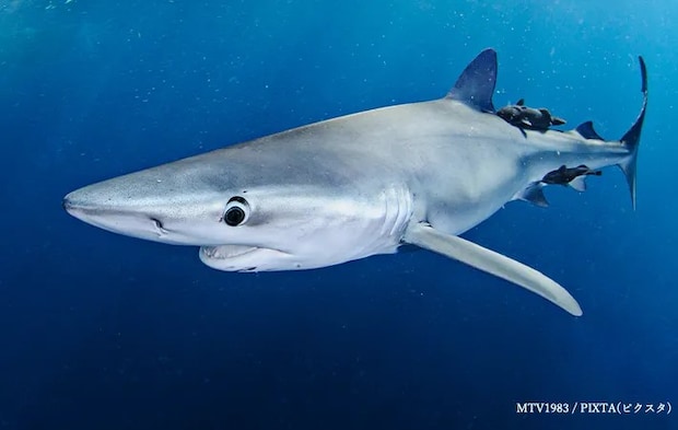 サメの写真