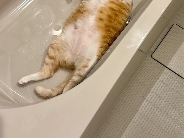 飼い主「なんでおんねん」 浴槽にいたのは…「さすがに笑った」「でっか!」