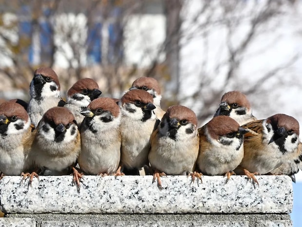 塀の上になぜか集まっていたのは… 1枚に「かわいい」「卒業アルバムみたい」