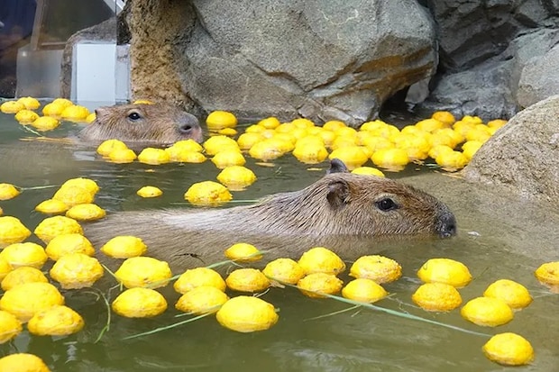 ゆず風呂に浸かるカピバラの写真
