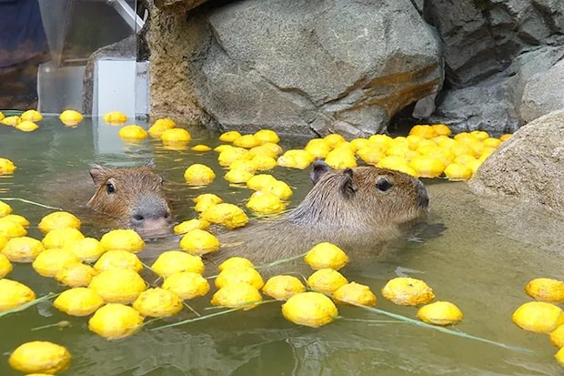 ゆず風呂に浸かるカピバラの写真