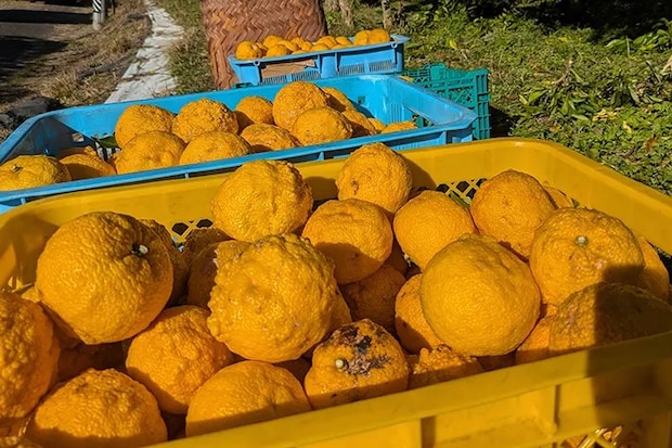 箱の中に入ったゆずの写真