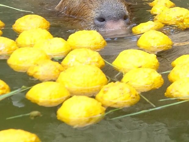 冬至前の『プレゼント』 水族館のカピバラに用意された『お風呂』が…