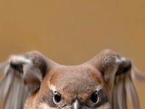 躍動感あふれる『モズの飛翔シーン』が話題　“体型”を見ると…「かわいすぎ！」