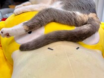 １年前に家族になった子猫の『ビフォーアフター』に驚き　「なんて美人に」「脚長い！」