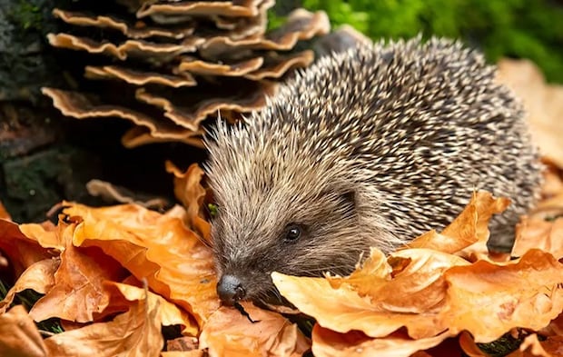 ハリネズミの写真