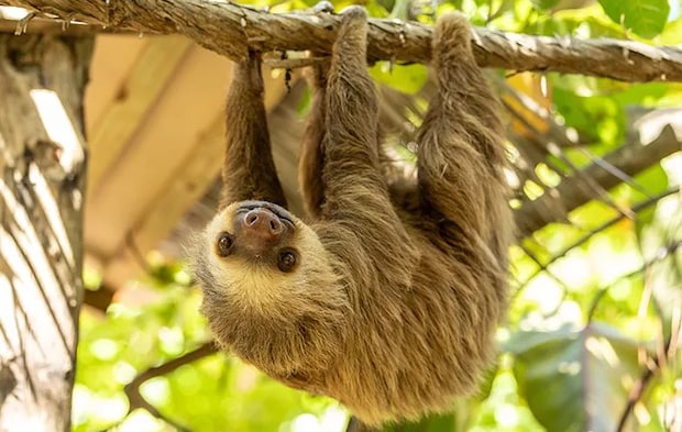 ナマケモノの写真