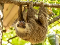 ナマケモノの英語名、直球すぎて泣ける　意味はズバリ…？