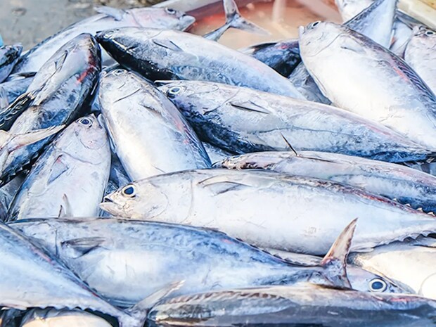 マグロは英語でtuna、じゃあカツオは? 海外で役立つ英語クイズ