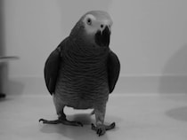 『仕事終わりました感』を見せるヨウム　周囲をよく見ると…「やめてー！」