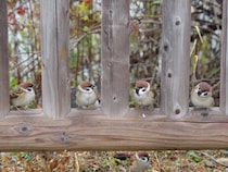 「お一人さま一席でお願いします」　お行儀よくスズメが並んでいた場所は？