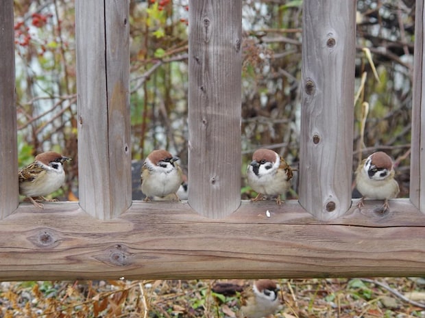 「お一人さま一席でお願いします」　お行儀よくスズメが並んでいた場所は？