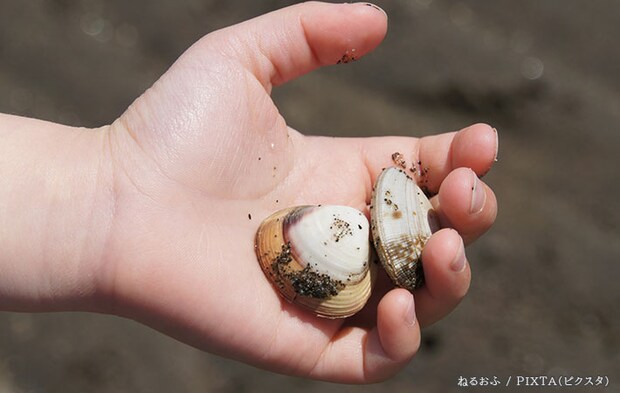 貝と手の写真