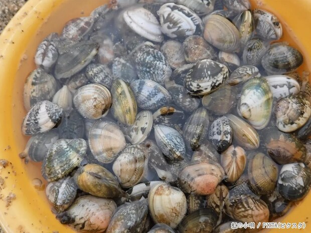 「中毒症状を引き起こすことが…」 農林水産省が『貝毒』について注意を呼びかけ