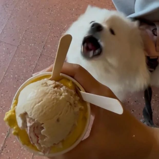 犬とアイスクリームの写真