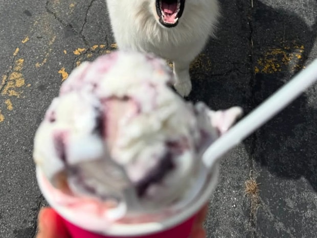 サモエド「あ～ん…」　アイスを見た犬の反応に「めちゃくちゃかわいい！」「一口欲しいよね」