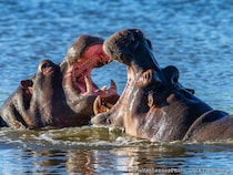 『ヒッポ』は略語だった！　カバの正しい英語名、あなたは噛まずに言えますか？