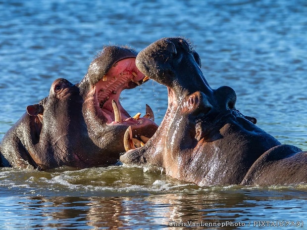 『ヒッポ』は略語だった! カバの正しい英語名、あなたは噛まずに言えますか?