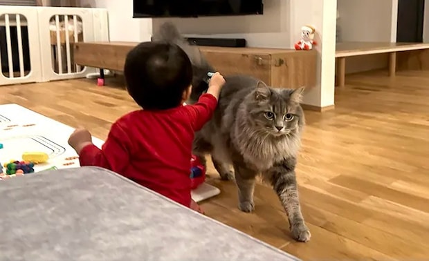 子供と猫