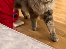 赤ちゃんに「どうぞ」をされた猫の反応が…　「笑った」「一方通行の優しさ」