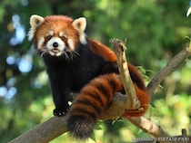 元祖パンダは『レッサーパンダ』だった？　由来を知ると誰かに言いたくなる英語3選