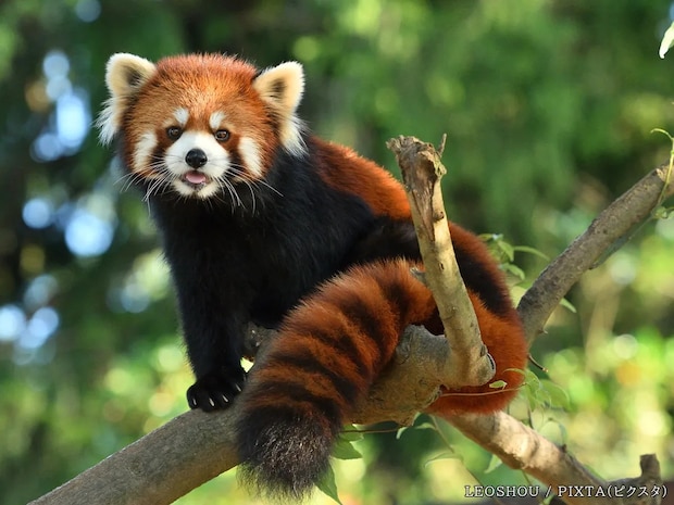 元祖パンダは『レッサーパンダ』だった? 由来を知ると誰かに言いたくなる英語3選