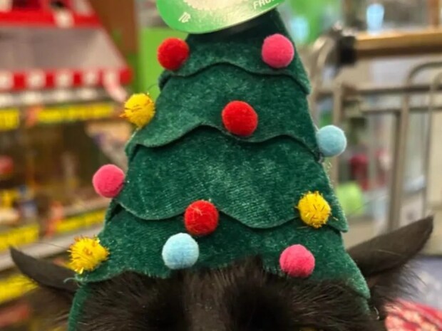 「仕返しを企んでる」「今すぐチュ~ルをあげて!」 クリスマスの帽子を被った猫の『表情』が…?