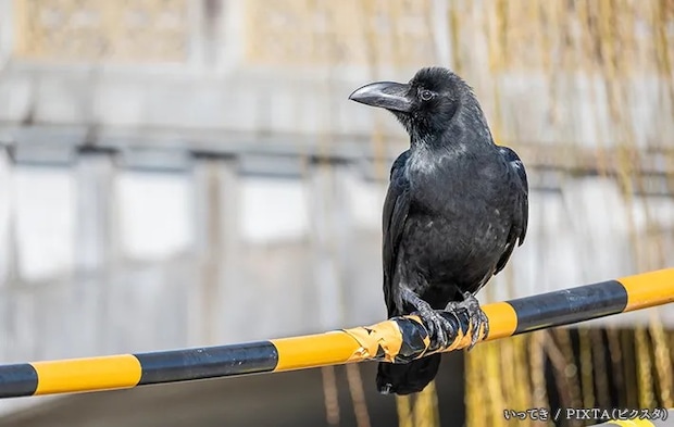カラスの写真