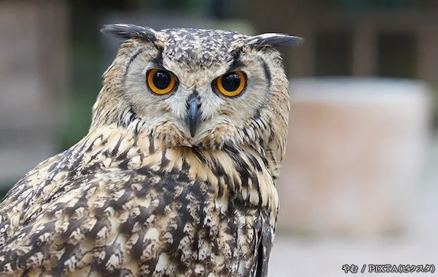 ベンガルワシミミズクの写真