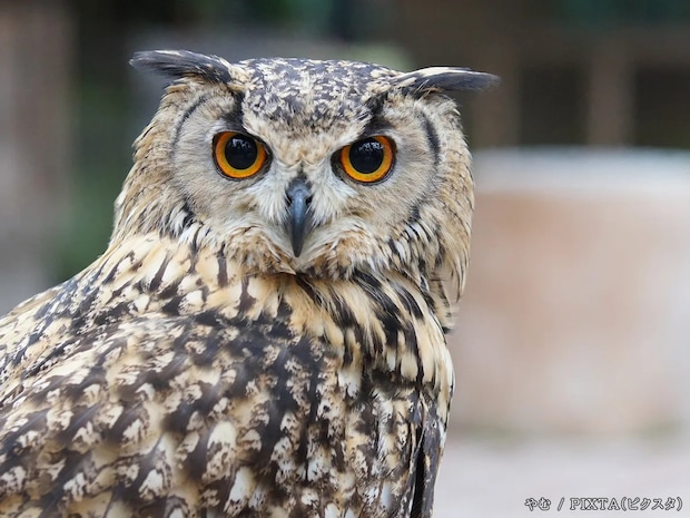 『夜更かし』のことをは英語で…? ネイティブが使う表現がオシャレ!