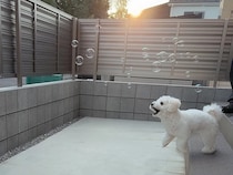 思わず笑った！シャボン玉を“食べようとする”犬の衝撃の瞬間がこちら