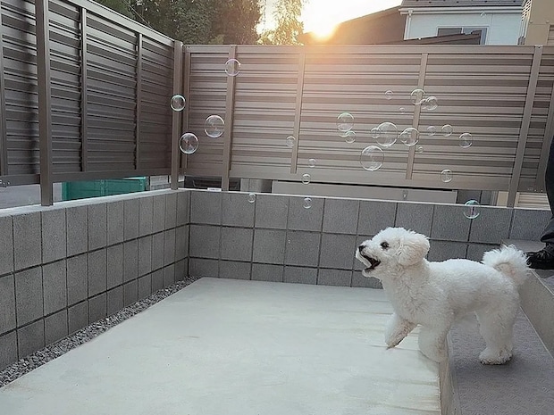 思わず笑った!シャボン玉を“食べようとする”犬の衝撃の瞬間がこちら