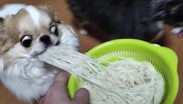 そうめんを食べる犬