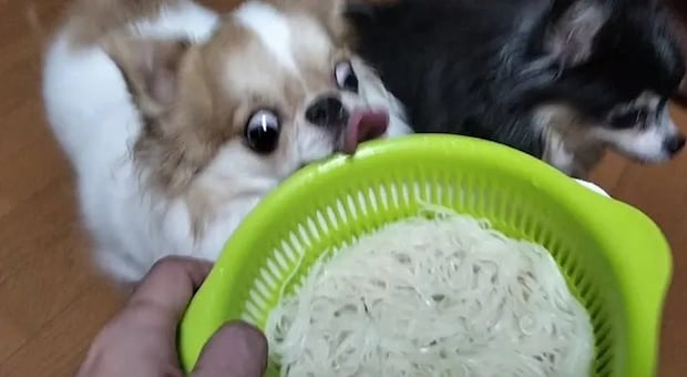 そうめんを前に舌なめずりする犬