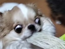 飼い主「大好きな『ちゅるちゅる』だよ～」　愛犬に好物を見せると…