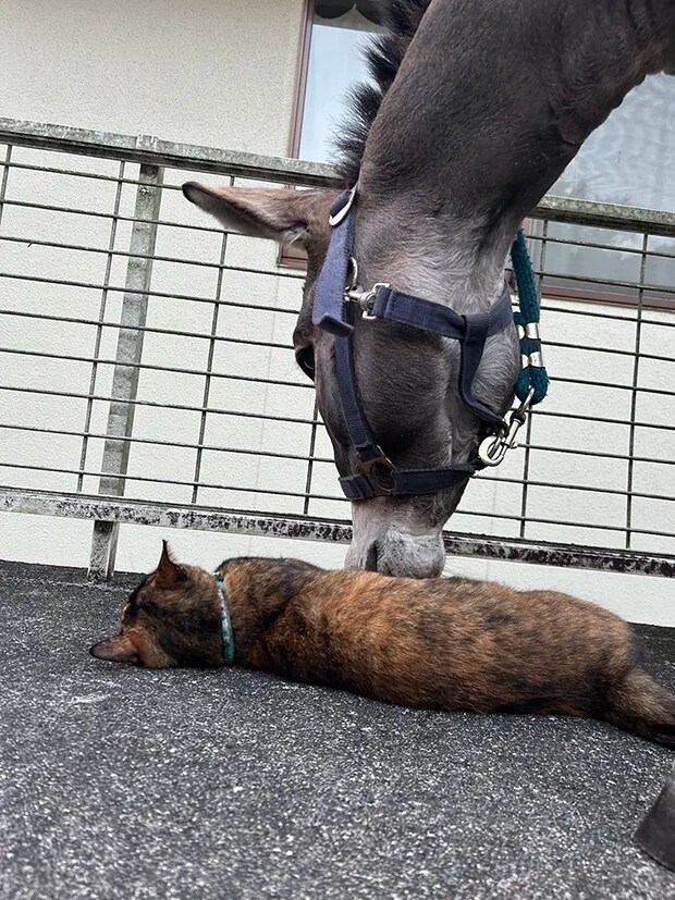 ロバと猫