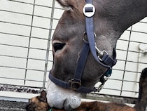 【猫吸い】ロバも夢中！　寝転ぶ猫に近づくと…？「猫からしか得られない栄養」